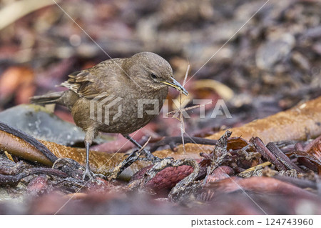 Tussacbird 124743960