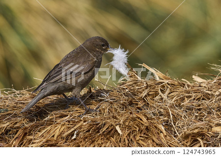 Tussacbird Tussacbird 124743965