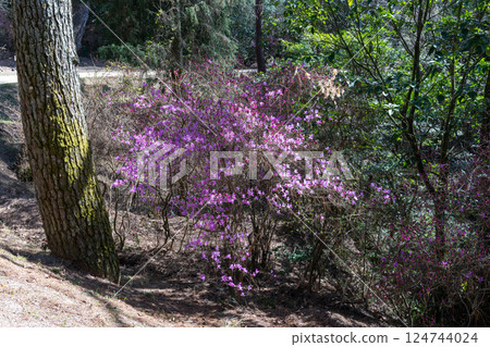 日本岡山縣玉野市美山公園美麗的山岡 124744024