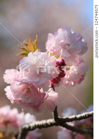 王昭君、櫻花和嫩葉 124744075