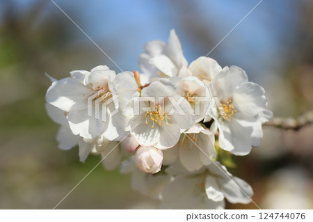 千里香、櫻花和嫩葉 124744076