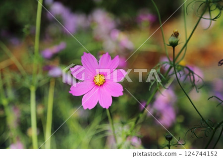 Omuta City Suwa Park Cosmos, 124744152