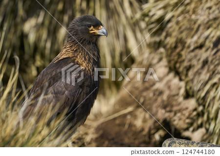 Striated Caracara 124744180