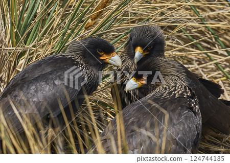 Group of Striated Caracara 124744185