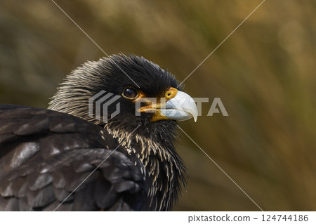Striated Caracara 124744186