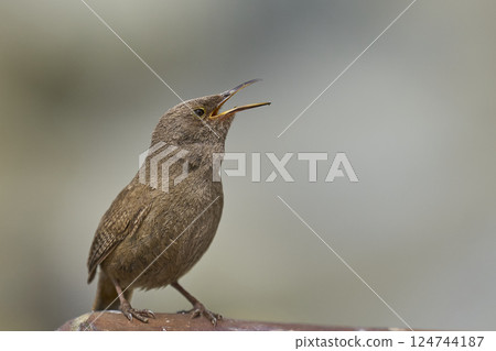 Cobb's Wren calling 124744187