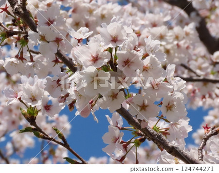 櫻花：盛開的櫻花：染井吉野櫻花與藍天：山田池公園 124744271