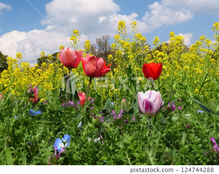 櫻花:盛開的櫻花:鬱金香與油菜花:山田池公園 櫻花:盛開的櫻花:鬱金香與油菜花:山田池公園 124744288