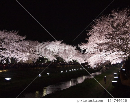 Cherry blossoms in full bloom surrounding a stream 124744626
