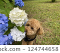 Hydrangea and Toy Poodle 124744658