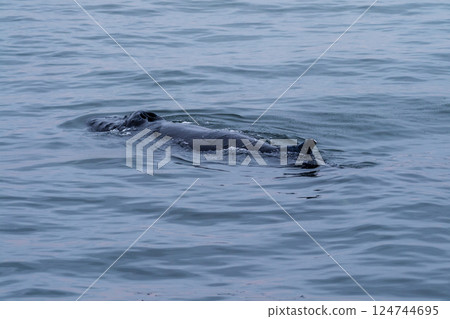 Whale surfacing in Walvis Bay Whale surfacing in Walvis Bay 124744695