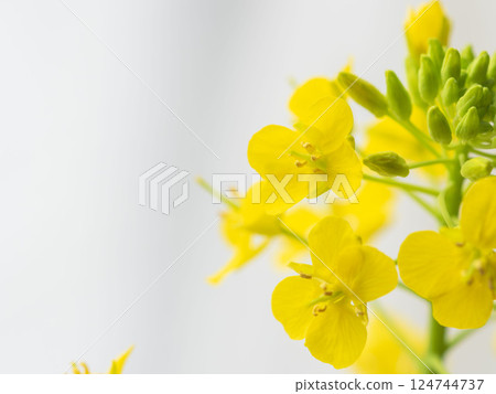 Close-up of yellow rapeseed flowers 13 Close-up of yellow rapeseed flowers 13 124744737