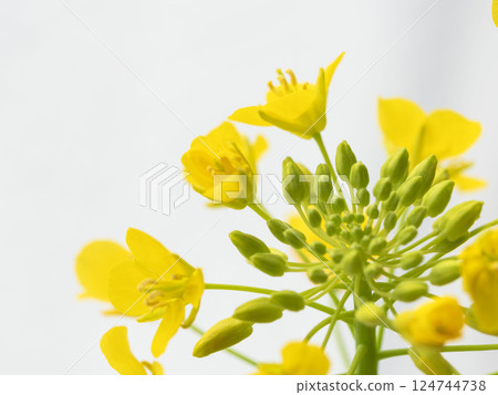 Close-up of yellow rapeseed flowers 14 124744738