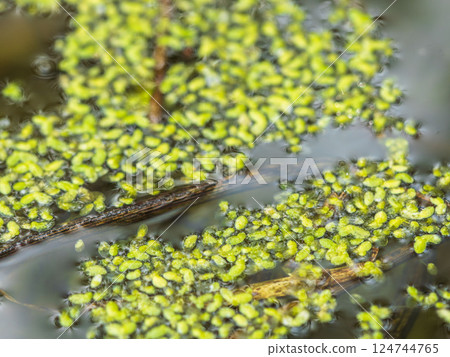 Close-up of small floating plants on the water surface 03 Close-up of small floating plants on the water surface 03 124744765