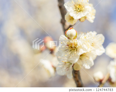Plum blossoms on a sunny spring day 22 124744783