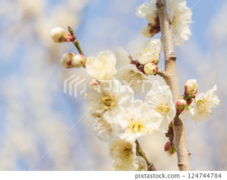 Plum blossoms on a sunny spring day 23 124744784
