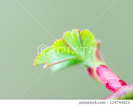 Spring fields and mountains: new leaves have appeared 124744822