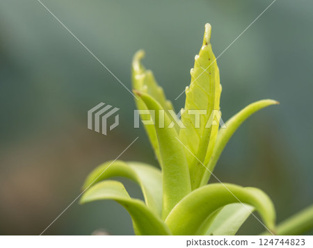 New leaves grow 01 124744823