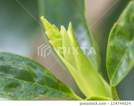 New leaves grow 02 124744824