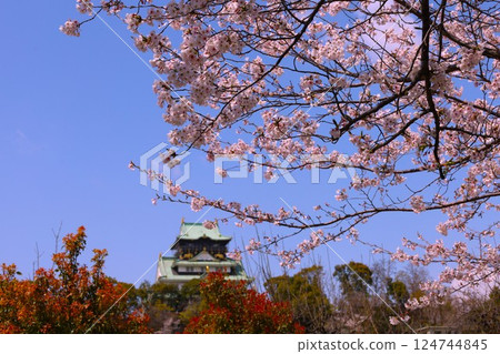 Osaka Castle, cherry blossom park, cherry blossoms in full bloom and Osaka Castle, cherry blossoms in full bloom floating on Osaka Castle, spring scenery at Osaka Castle, Osaka Castle cherry blossom story 124744845