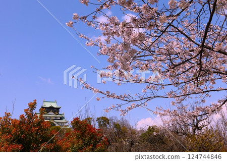 Osaka Castle, cherry blossom park, cherry blossoms in full bloom and Osaka Castle, cherry blossoms in full bloom floating on Osaka Castle, spring scenery at Osaka Castle, Osaka Castle cherry blossom story 124744846