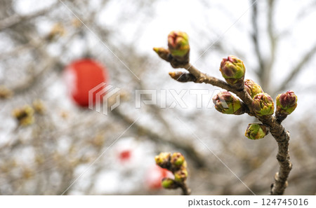 櫻桃芽 櫻桃芽 124745016