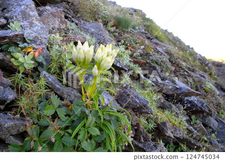 植物生長在岩石中 124745034