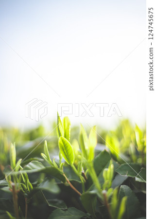 新茶 124745675