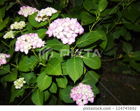 hydrangea   124745692