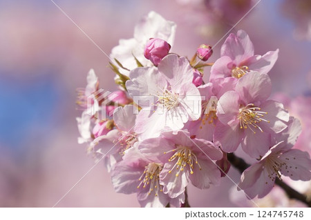 Kawazu cherry blossoms shining in the early spring sunlight 124745748