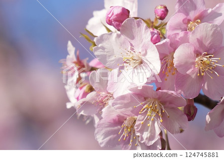 初春陽光下燦爛的河津櫻花 初春陽光下燦爛的河津櫻花 124745881