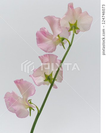 粉紅香豌豆 [sweetpea] 124746073