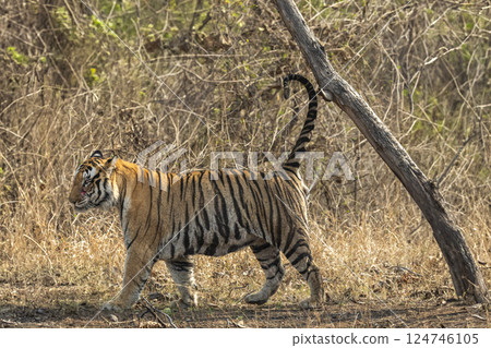 wild male bengal tiger or panthera tigris urine spraying scent territory marking on tree during stroll in summer season morning safari at panna national park forest reserve madhya pradesh india wild male bengal tiger or panthera tigris urine spraying scent territory marking on tree during stroll in summer season morning safari at panna national park forest reserve madhya pradesh india 124746105