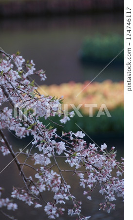 Cherry blossom pattern Cherry blossom pattern 124746117