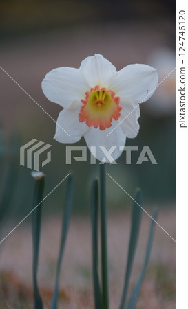 Narcissus 124746120