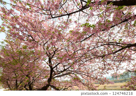 Aoi cherry blossoms in full bloom Aoi cherry blossoms in full bloom 124746218