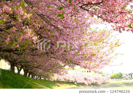 Aoi cherry blossoms in full bloom Aoi cherry blossoms in full bloom 124746220
