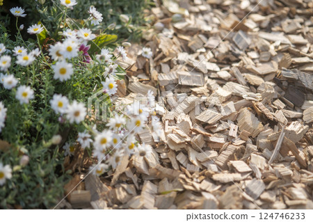 Flower bed covered with wood chips Flower bed covered with wood chips 124746233