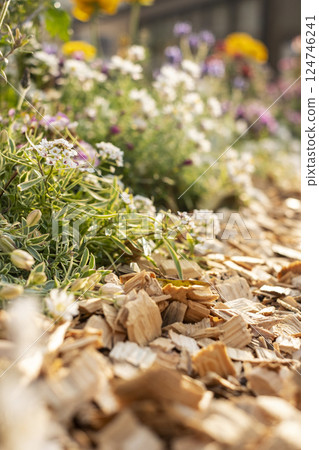 Flower bed covered with wood chips 124746241