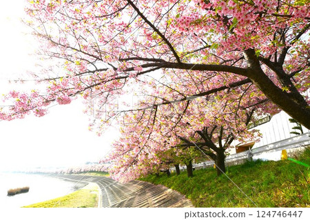 Aoi cherry blossoms in full bloom 124746447