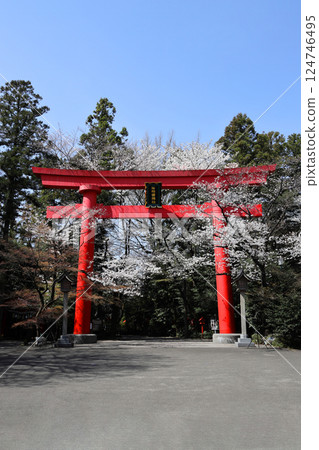 Kampo Inari神社的偉大的Torii和櫻花盛開 Kampo Inari神社的偉大的Torii和櫻花盛開 124746495