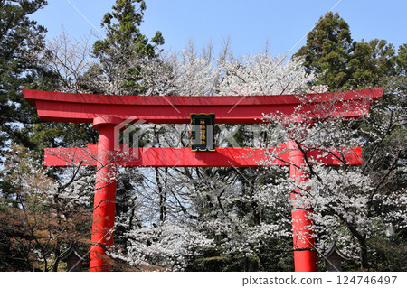 The Great Torii of Kampo Inari Shrine and the cherry blossoms in full bloom The Great Torii of Kampo Inari Shrine and the cherry blossoms in full bloom 124746497