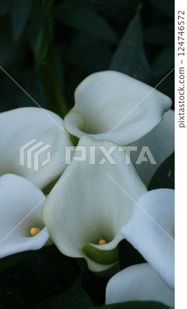 白花 白花 124746572