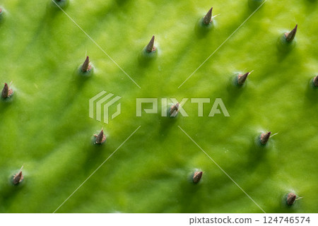 Close-up photo of green prickly pear cactus. Close-up photo of green prickly pear cactus. 124746574