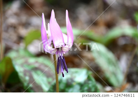 Dogtooth violets on Mt. Imori Dogtooth violets on Mt. Imori 124746611