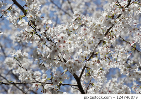 櫻花盛開 124746879