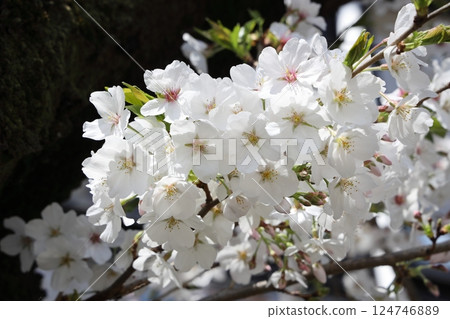 Cherry tree in full bloom  124746889