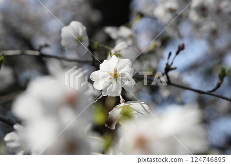 櫻花盛開 124746895