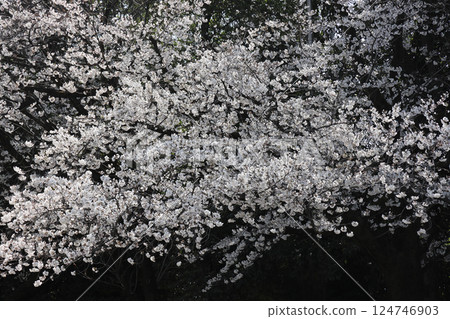 Cherry tree in full bloom  124746903