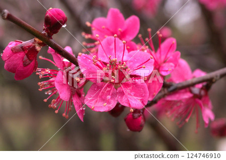Red plum blossoms that bloom in early spring 124746910